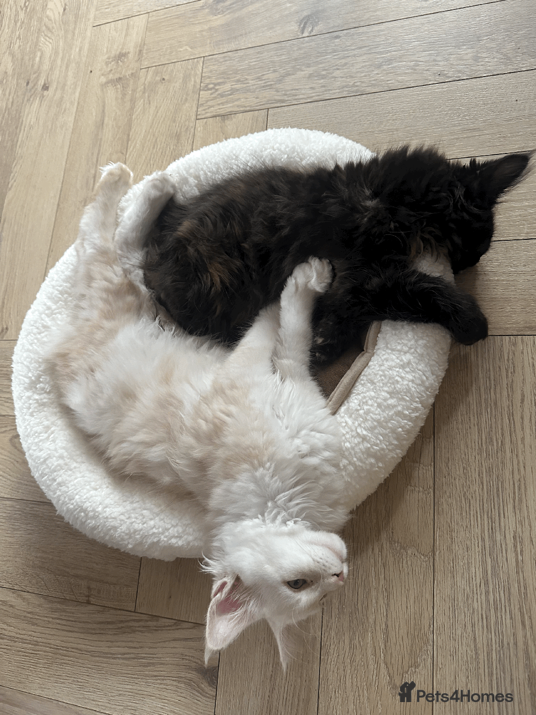 Maine Coon cats for sale: TICA registered Maine Coon kittens  - Image 16