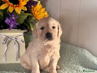 Golden Retriever dogs Boys only kc reg golden retriever puppies - Advert 1