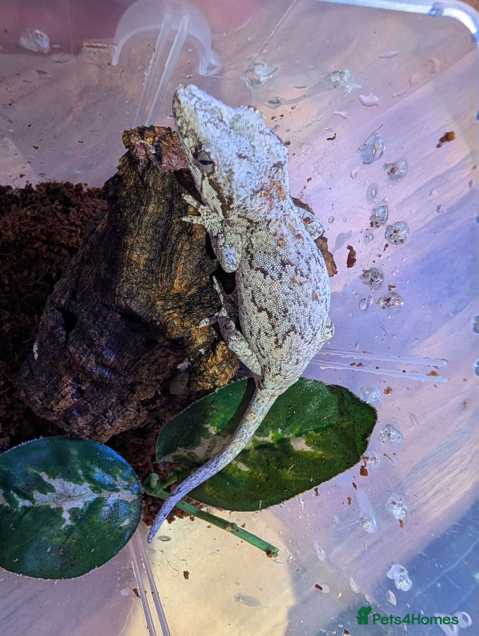 Gecko reptiles Gargoyle Gecko (9 Months Old) - Advert 2