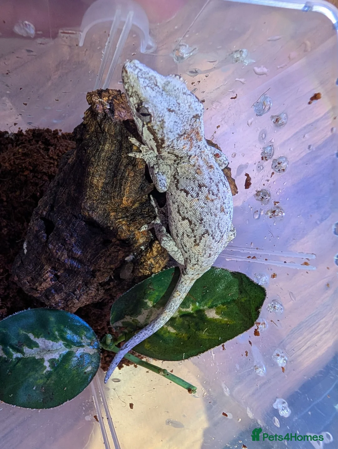 Gecko reptiles for sale: Gargoyle Gecko (9 Months Old) - Advert 2