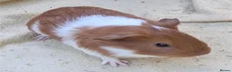 Guinea Pig rodents for sale: Guinea pig baby boars for sale in Felixstowe - Advert 5