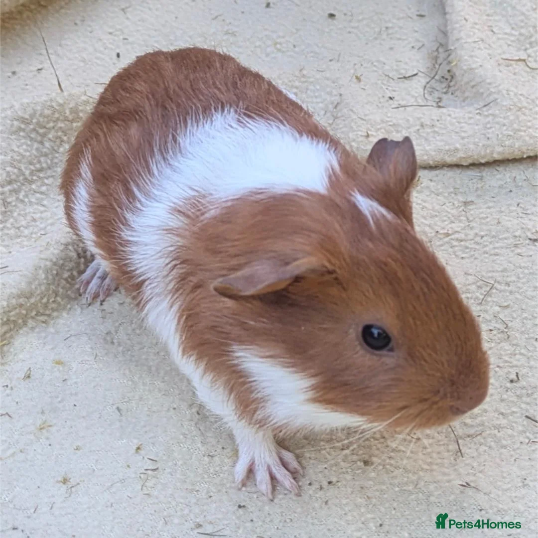 Guinea Pig rodents for sale: Guinea pig baby boars for sale in Felixstowe - Advert 5