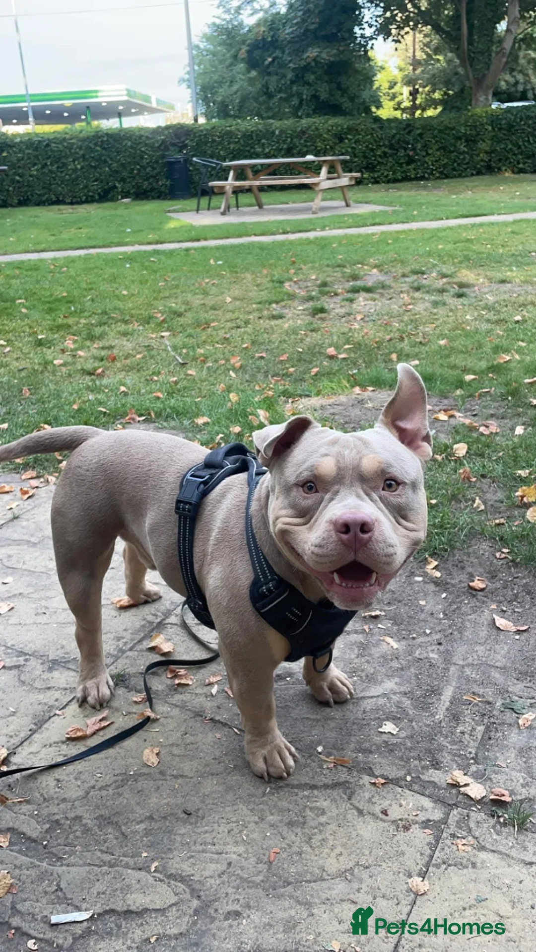 Mixed Breed dogs for sale: 4 year old male neutered pocket bully - Advert 2