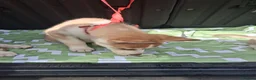 Siberian Husky dogs for sale: Husky puppies ready to leave now  - Advert 4