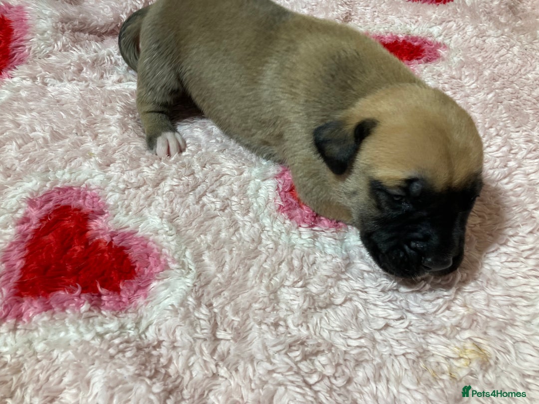 Mixed Breed dogs for sale: Presa Canario x Boerboel Puppies in Bromley - Image 22