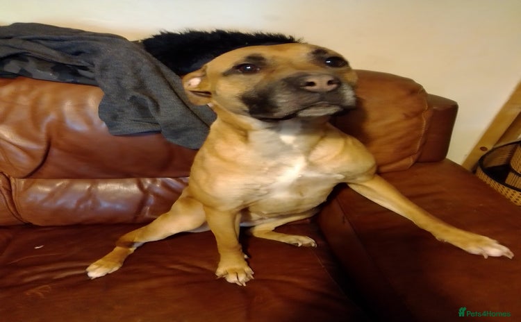 Staffordshire Bull Terrier dogs - Advert 1