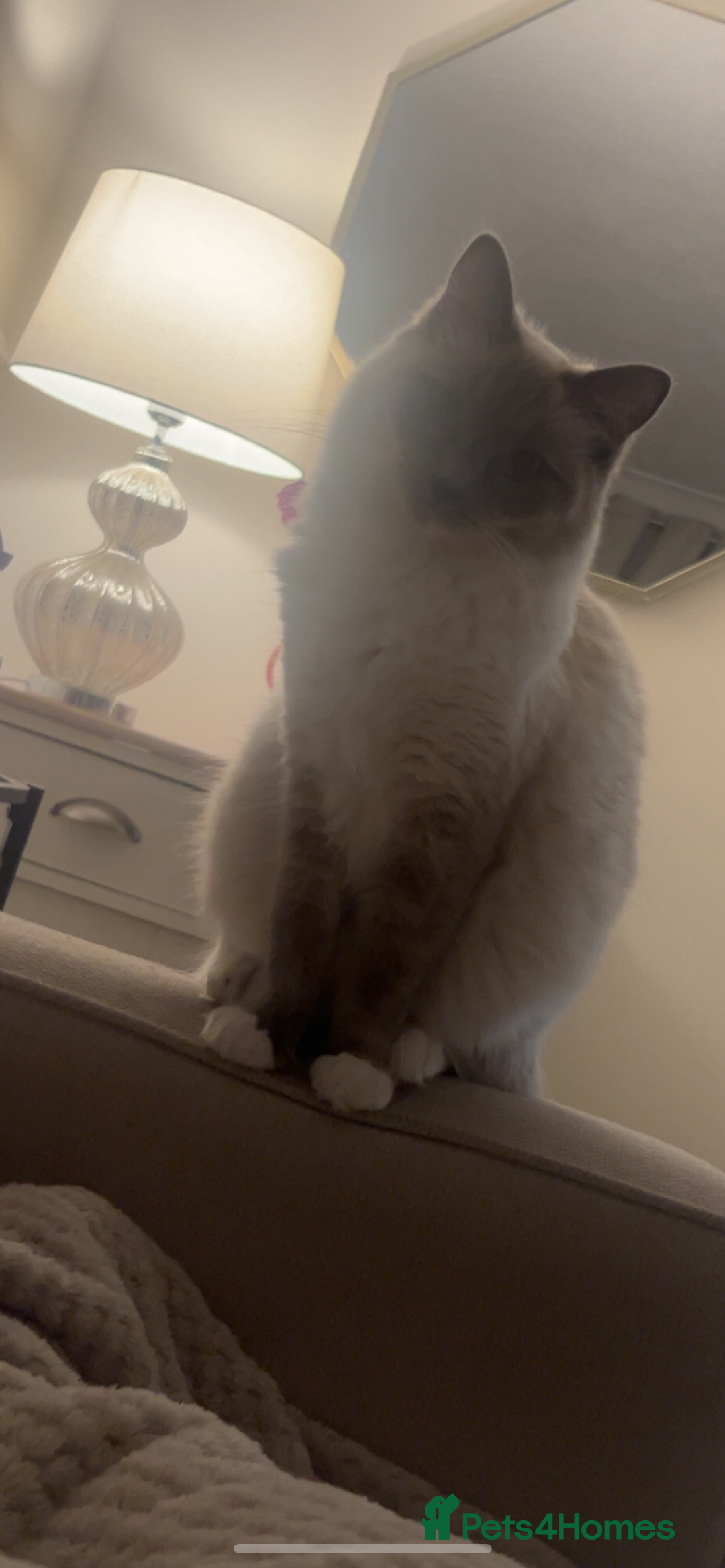 Ragdoll cats for sale: Duchess the ragdoll  - Advert 3