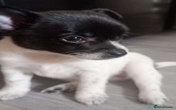 Mixed Breed dogs for sale: 🐾 Adorable Jackaranian Puppies  🐾 - Image 3