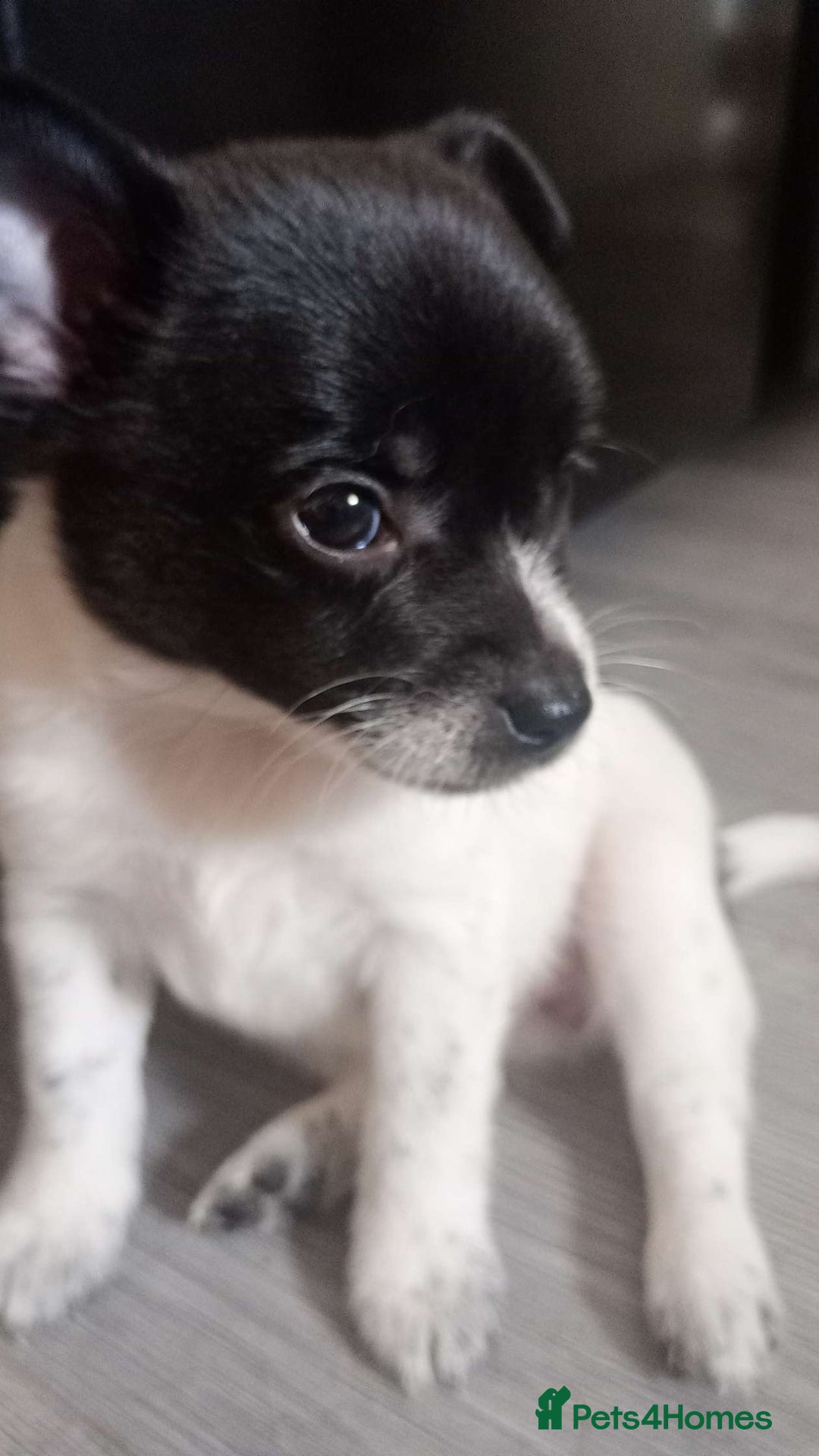 Mixed Breed dogs for sale: 🐾 Adorable Jackaranian Puppies  🐾 - Image 3