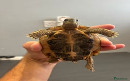 Hermann Tortoise reptiles for sale: Dwarf tortoise looking for a loving home  - Image 5