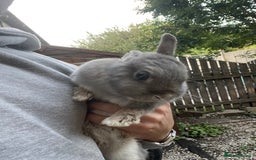 Netherland Dwarf rabbits for sale: 3 Netherland dwarf rabbits  - Image 18
