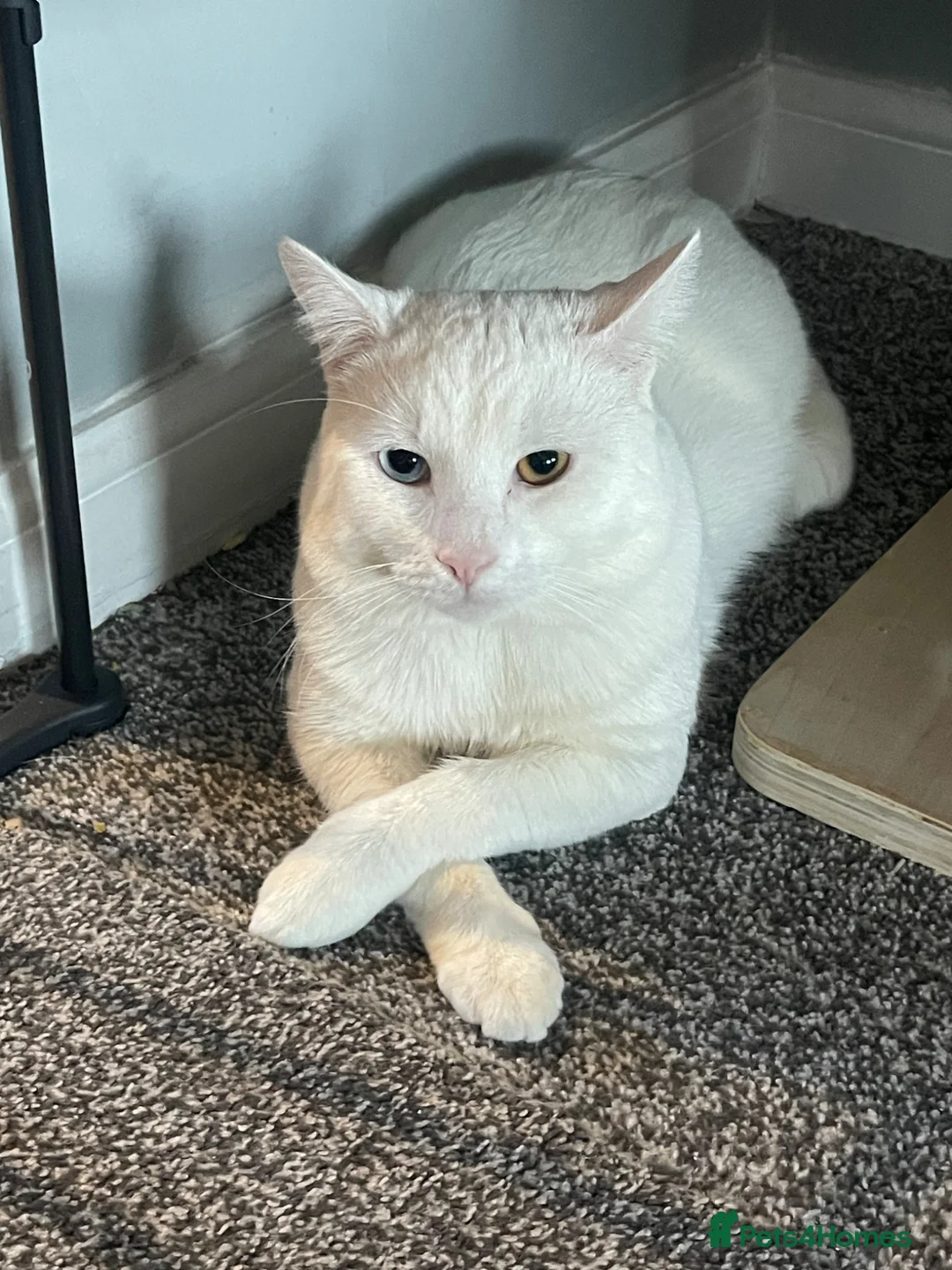 Turkish Angora cats for sale: Half Turkish Angora kittens - Advert 6