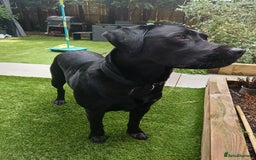 Labrador Retriever dogs for stud: Black Labrador Retriever for stud in Dudley - Image 3