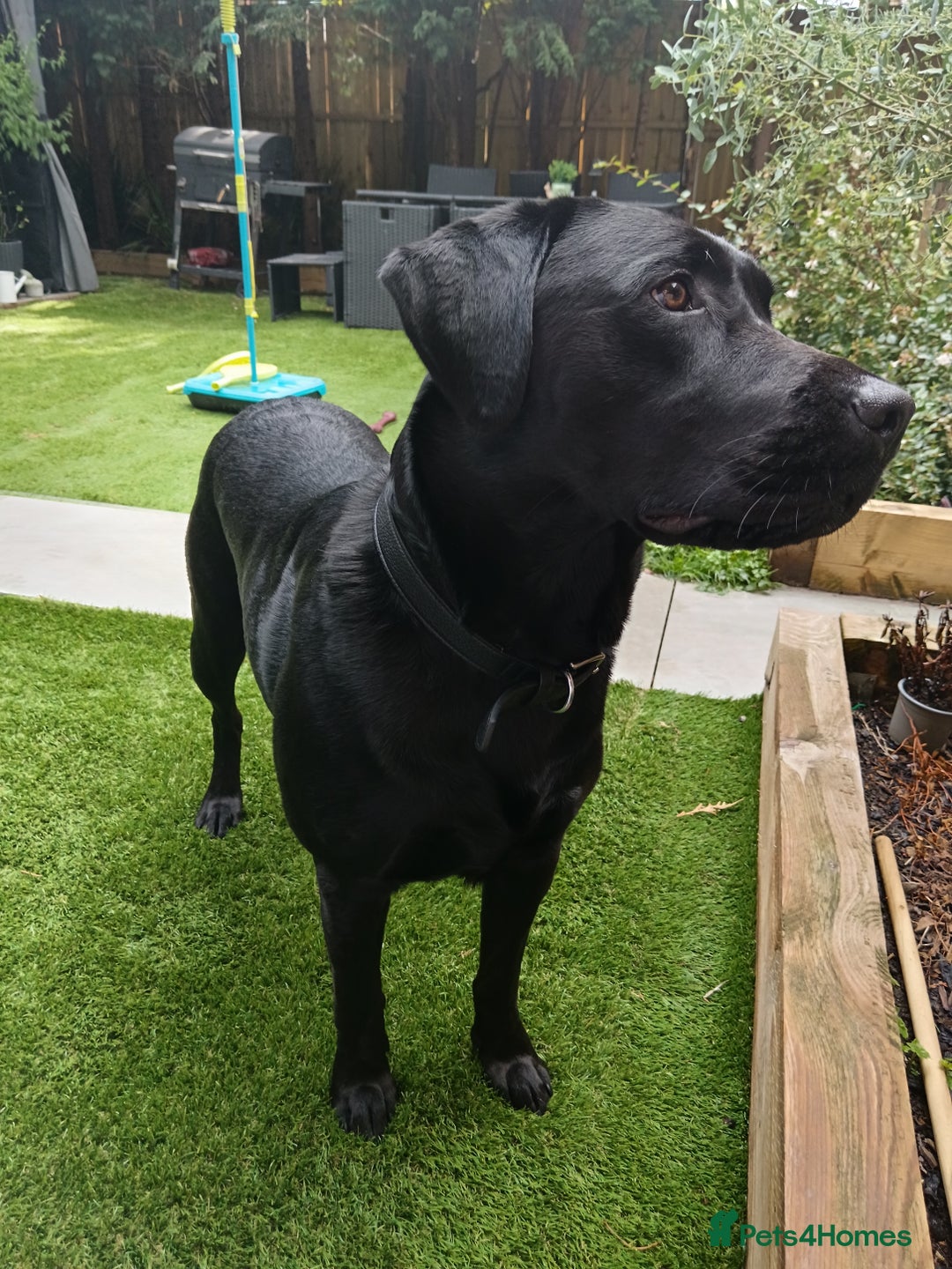 Labrador Retriever dogs for stud: Black Labrador Retriever for stud in Dudley - Image 3