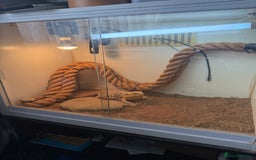 Bearded Dragon reptiles for sale: Female bearded dragon with full set up - Image 8