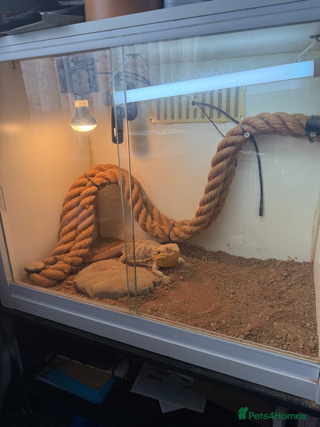 Bearded Dragon reptiles for sale: Female bearded dragon with full set up - Image 8