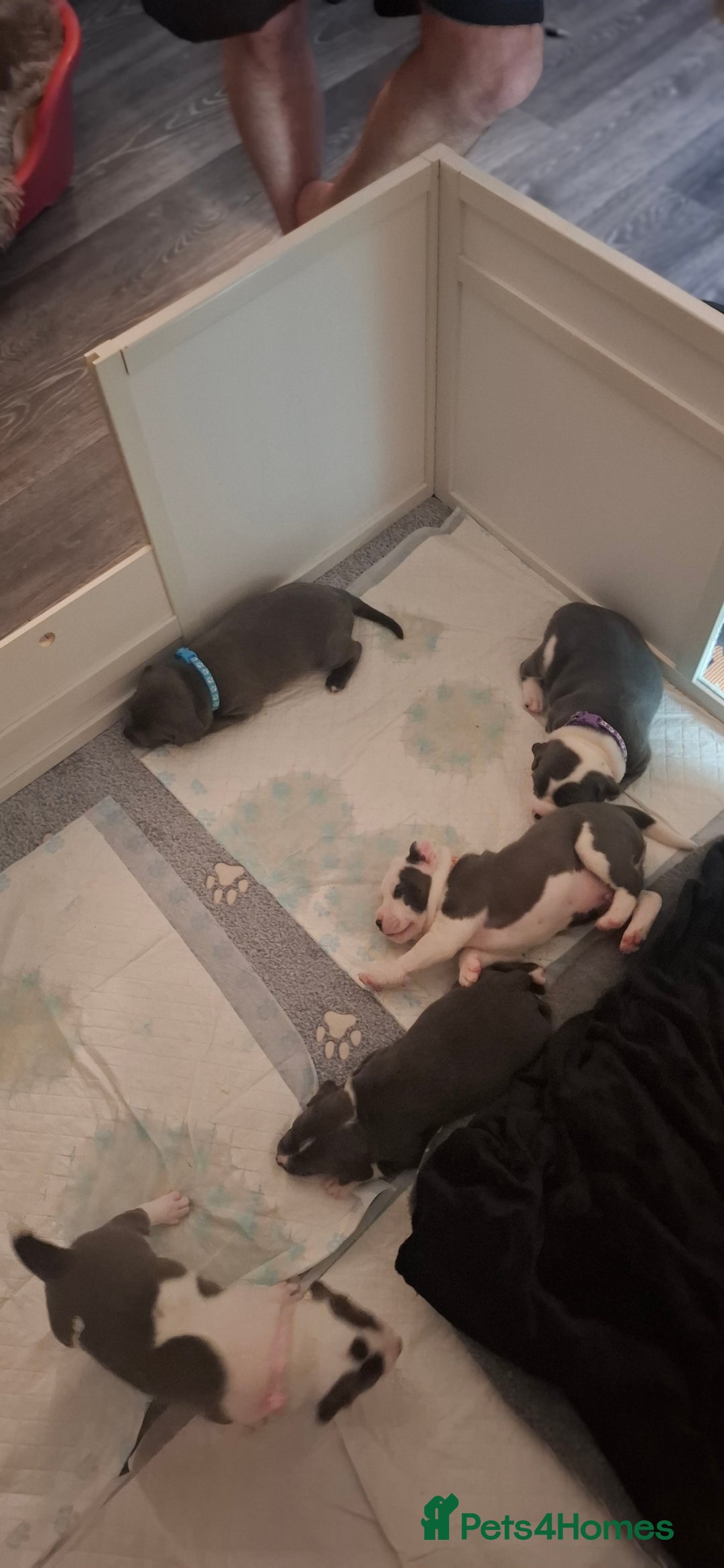 Staffordshire Bull Terrier dogs for sale: Blue Staffordshire bull terrier puppies  - Image 2