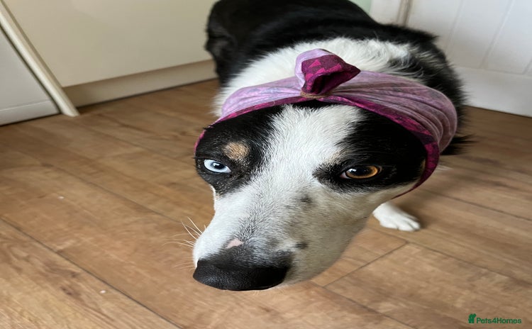 Border Collie dogs - Advert 16