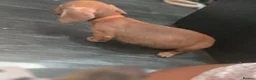 Dachshund dogs for sale: Dachshund  - Advert 7
