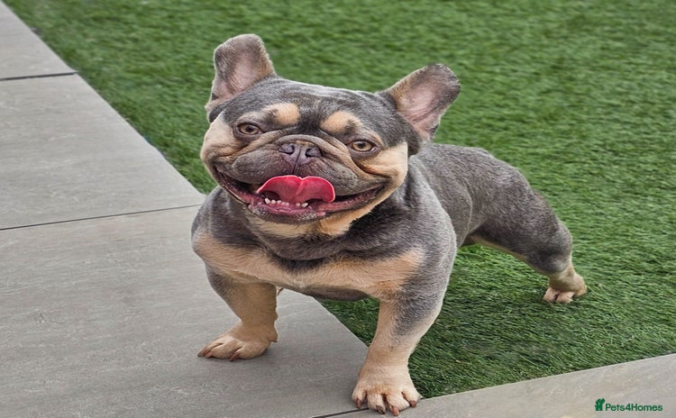 French Bulldog dogs in Motherwell - Advert 15