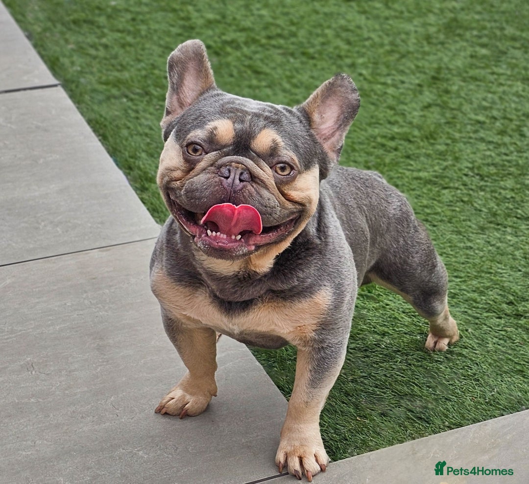 French Bulldog dogs for stud: Lilac and tan carrying cream, testable & fluffy in Motherwell - Image 1