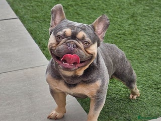 French Bulldog dogs in Motherwell - Advert 7