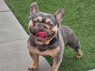 French Bulldog dogs Lilac and tan carrying cream, testable & fluffy in Motherwell - Advert 17