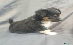 Jack Russell dogs for sale: Boy jack russell pups for sale - Image 7