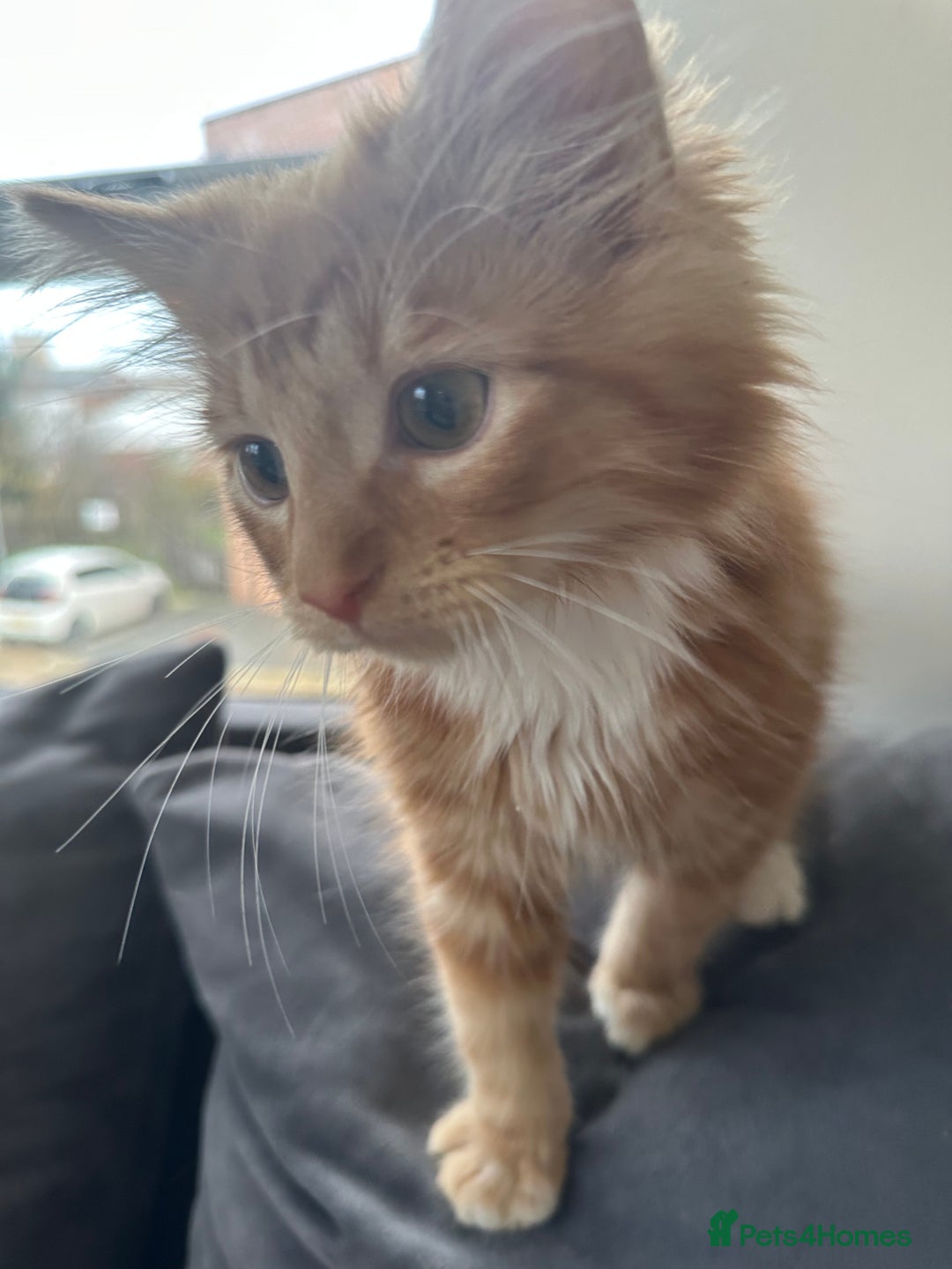 British Shorthair cats for sale: Last 2 boys left !!! - Advert 5