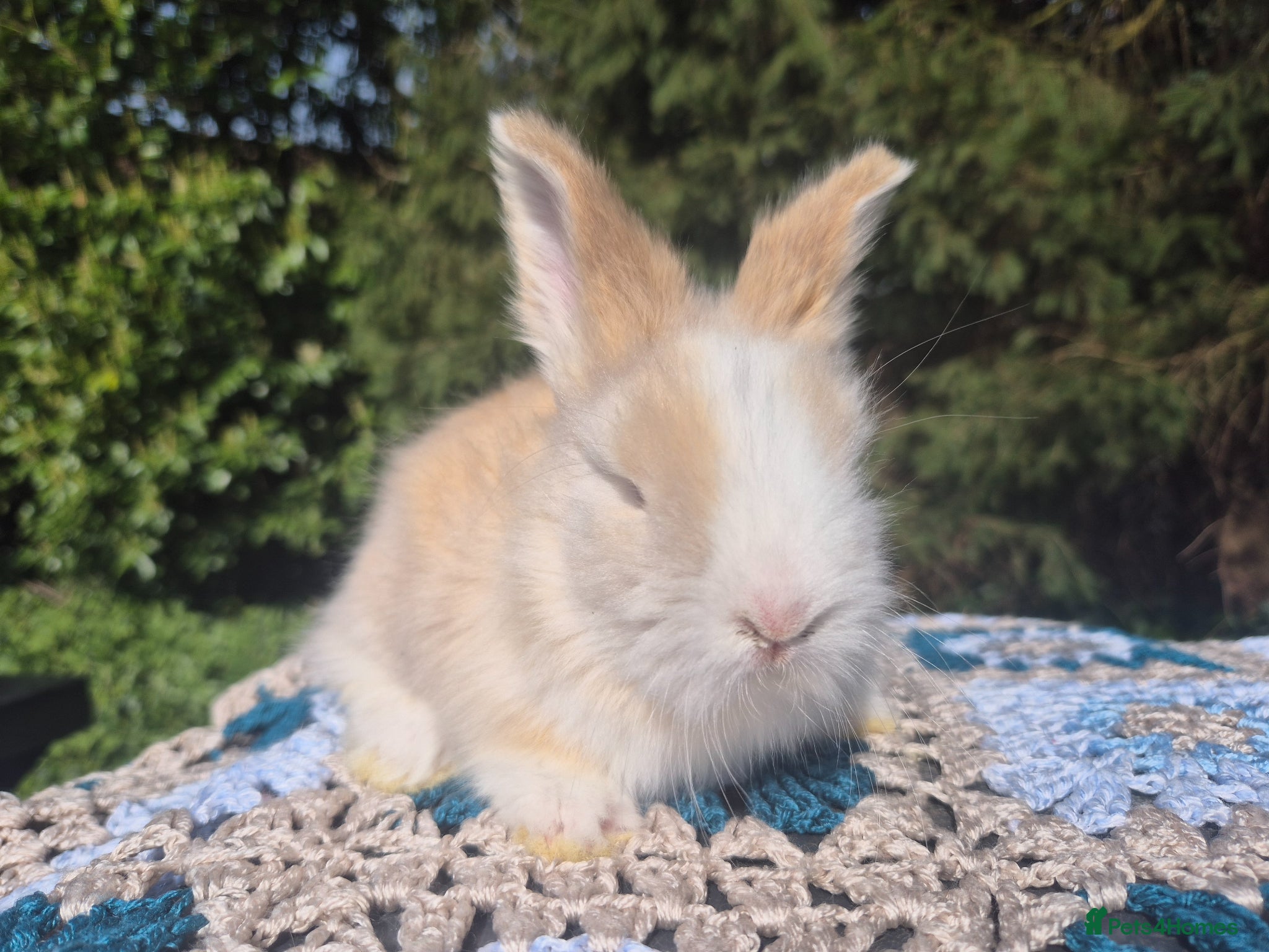 Angora rabbits 💙ANGORA BLUE EYED BABIES💙-PARENTS IMPORTED 🇫🇷  - Advert 4