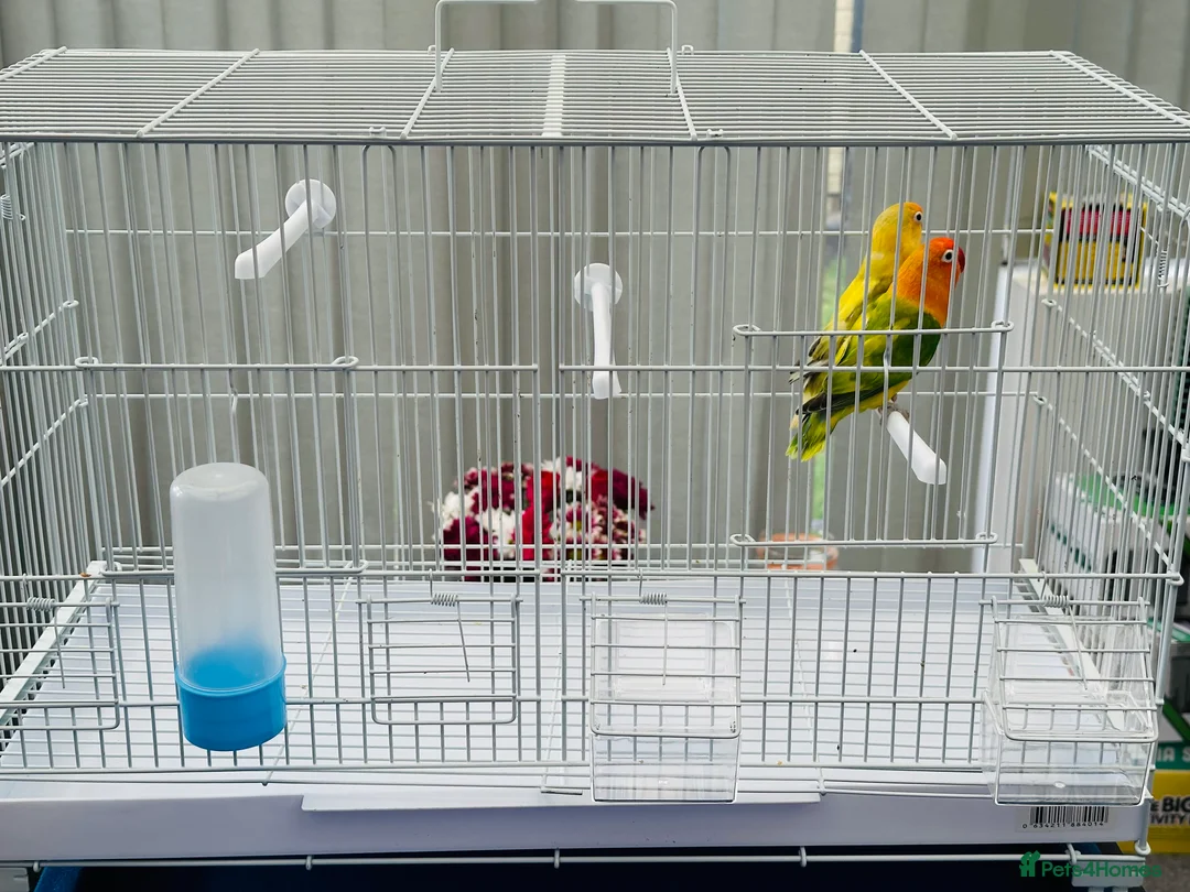 Lovebirds birds for sale: Pair of lovebirds + cage & food - Advert 4