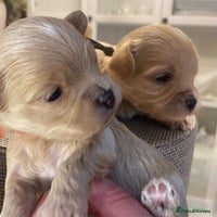 Maltipoo dogs ♦️🐾 Miniature F1 Maltipoo Pedigree & DNA Tested ✅ - Advert 8