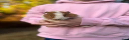Guinea Pig rodents for sale: 2 Female Guinea Pigs  - Advert 5