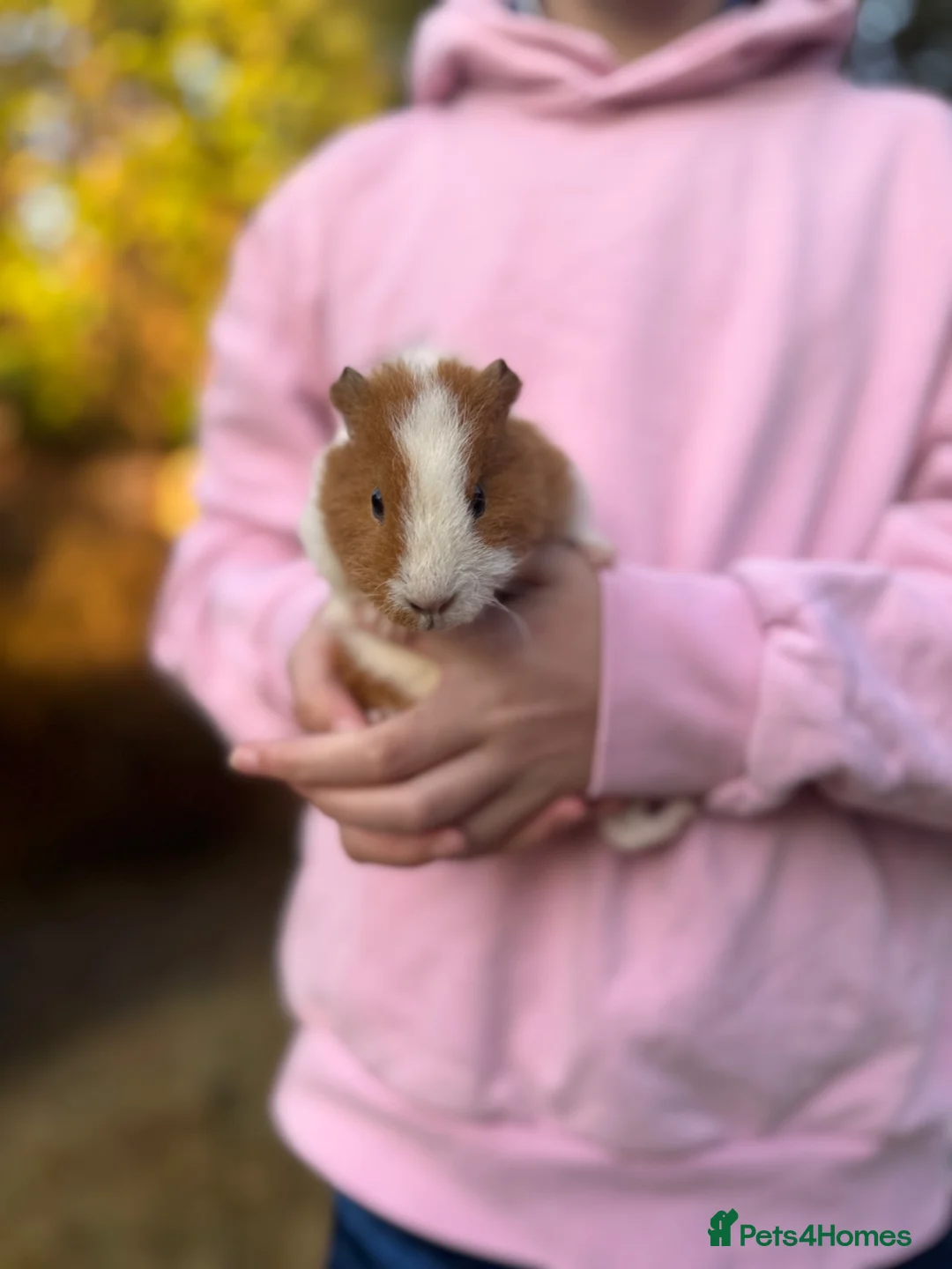 Guinea Pig rodents for sale: 2 Female Guinea Pigs  - Advert 5