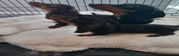 Dachshund dogs for sale: Dashound - Advert 2