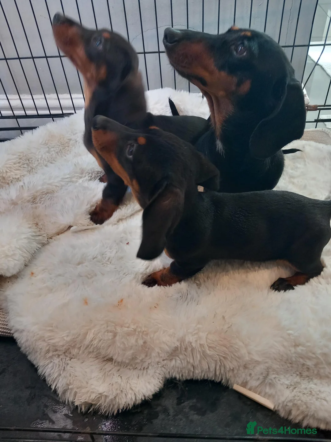 Dachshund dogs for sale: Dashound - Advert 2