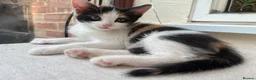 Mixed Breed cats for sale: 4 Gorgeous Ragdoll Cross Kittens - Advert 9
