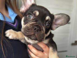 French Bulldog dogs Stunning Kc French Bulldog puppies - Advert 18