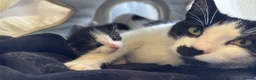 Mixed Breed cats for sale: Adorable little litter of girls 💕 - Advert 1