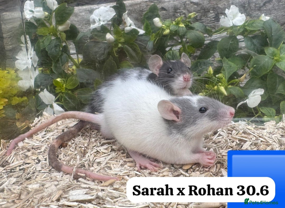 Rat rodents for sale: Baby and young rats ready now. Sheffield - Image 23
