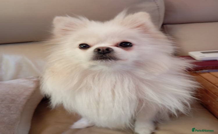 Pomeranian dogs 5 Pomeranian Puppies private sale Mum and Dad - Advert 15