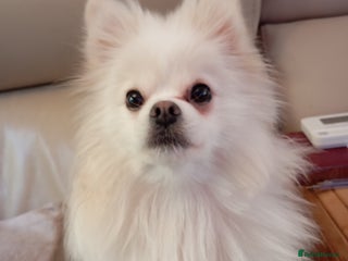 Pomeranian dogs 5 Pomeranian Puppies private sale Mum and Dad - Advert 3