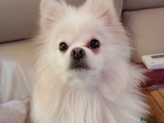 Pomeranian dogs 5 Pomeranian Puppies private sale Mum and Dad - Advert 19