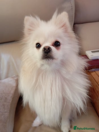 Pomeranian dogs 5 Pomeranian Puppies private sale Mum and Dad - Advert 15