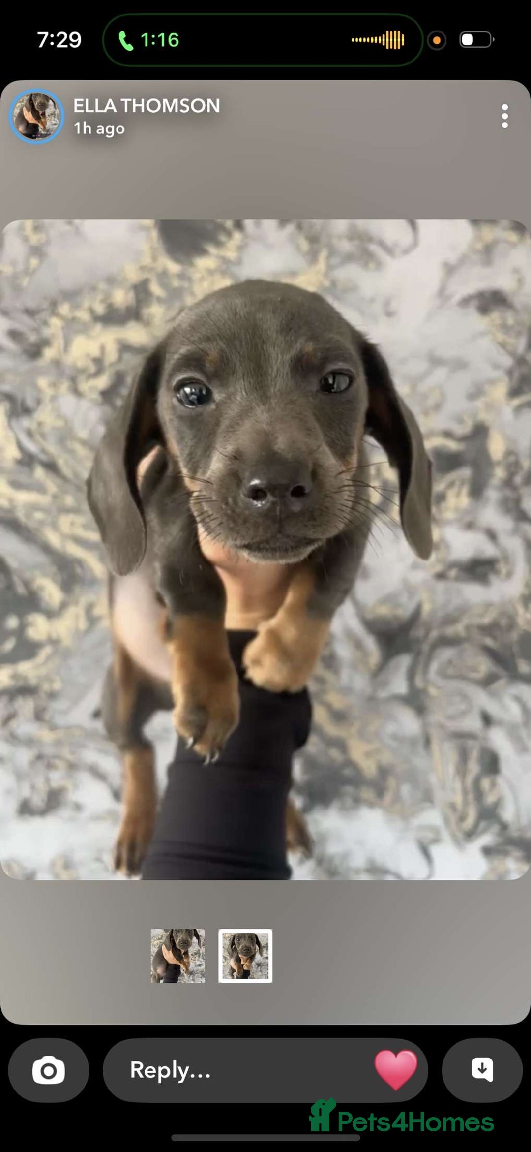 Miniature Dachshund dogs for sale: Miniature Isabella tan dapple/ blue and tan Girls - Image 11