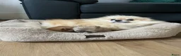 Pomeranian dogs for sale: 🔥Outstanding 🐻Championship 🏆🔝Quality  - Advert 22