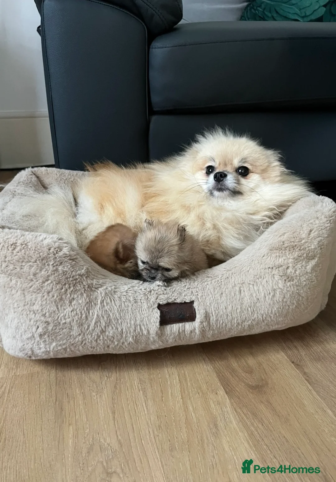 Pomeranian dogs for sale: 🔥Outstanding 🐻Championship 🏆🔝Quality  - Advert 22