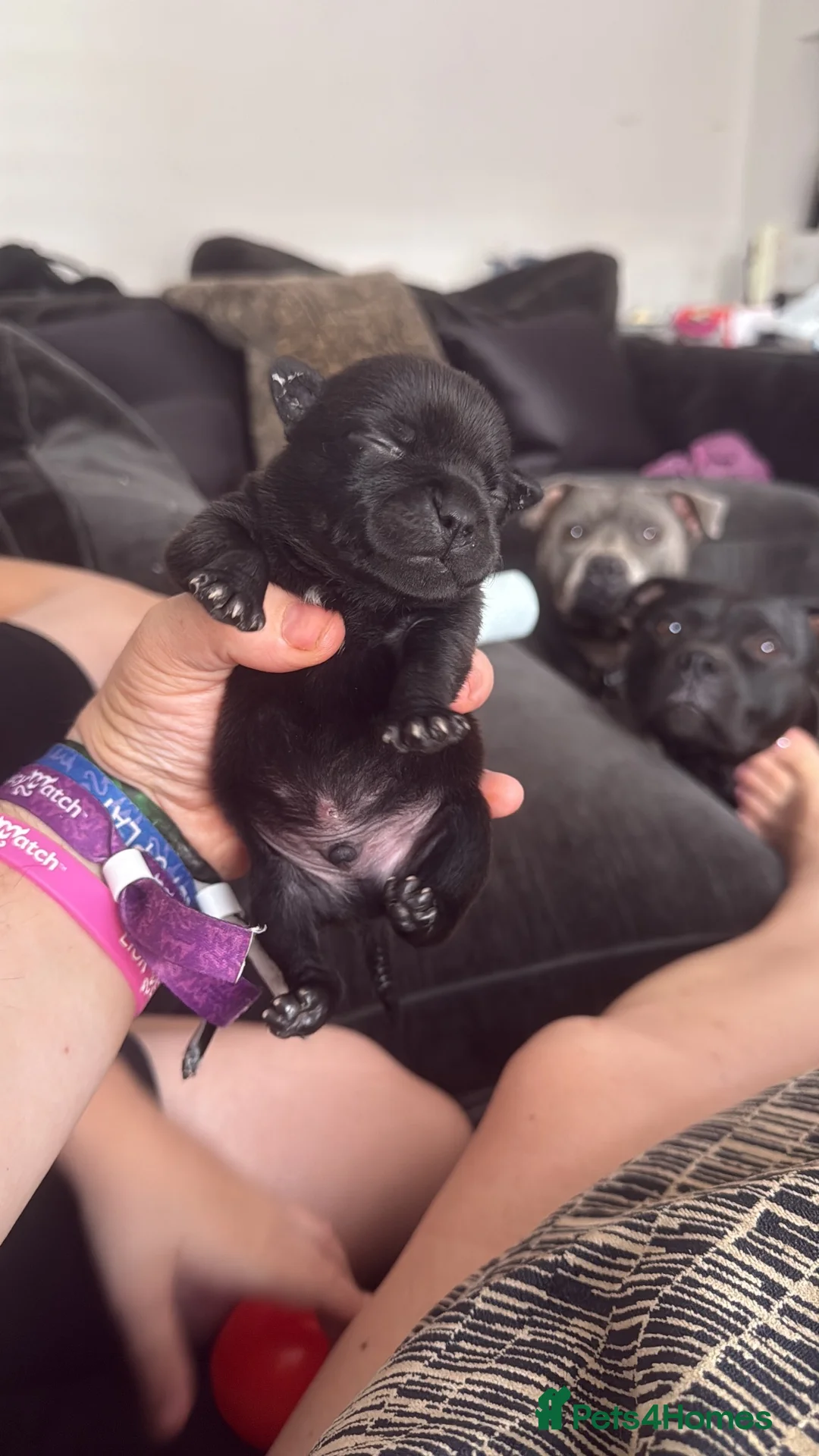 Staffordshire Bull Terrier dogs for sale: 3 stunning nearly completely black boys in Southampton - Advert 2