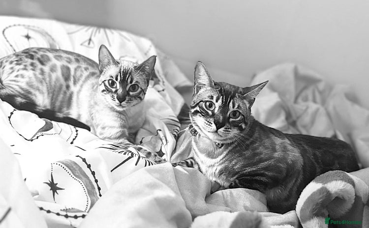 Bengal cats - Advert 12