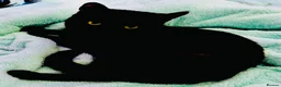 Mixed Breed cats for sale: Beautiful Black Girl 🐈‍⬛ Must Go!  - Advert 7